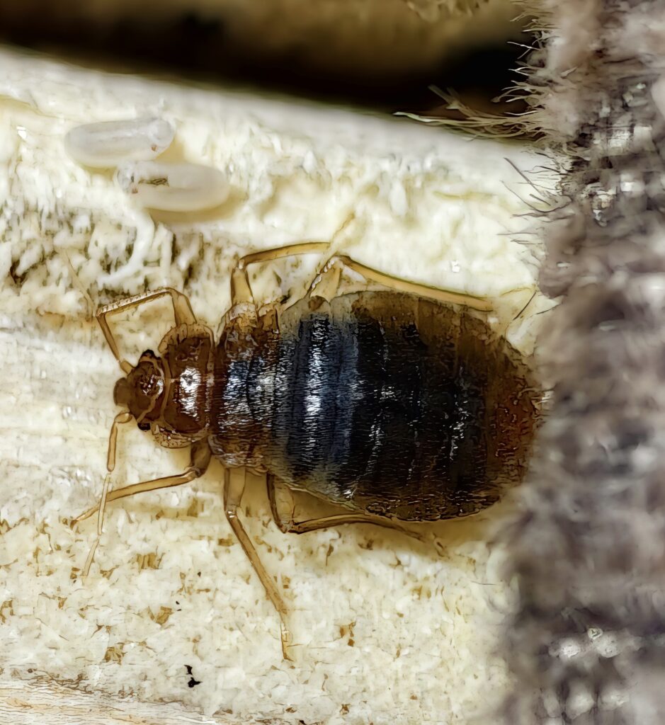 jak wyglada pluskwa domowa jak wyglada pluskwa domowa