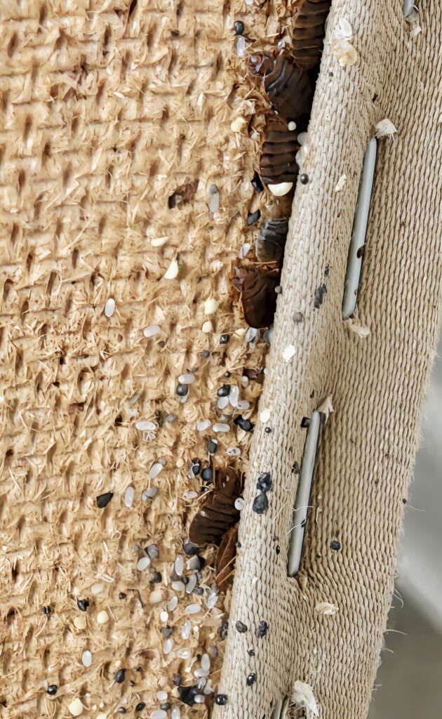 jak wygladaja jaja pluskwy jak wygladaja jaja pluskwy